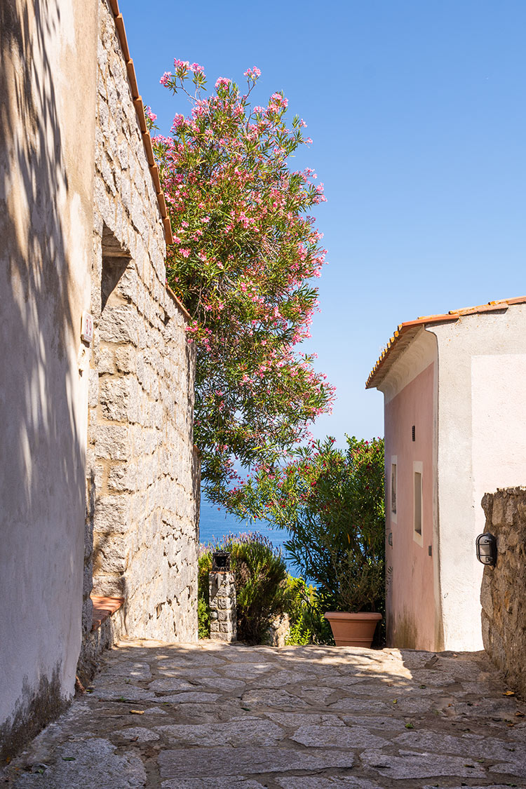 Girsasole – Casa Vai – Agriturismo Isola d’Elba3