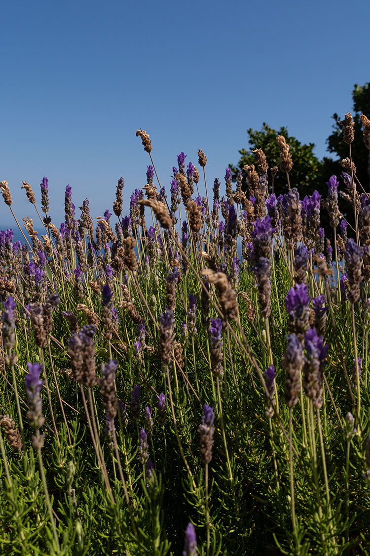 Girsasole – Casa Vai – Agriturismo Isola d’Elba4